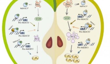 Unlocking apple texture: a genetic key to firmness and ripening