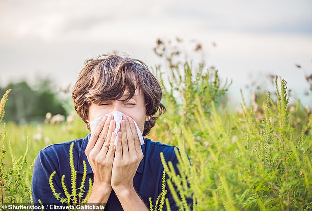 The Met Office forecast predicts a 'very high' pollen count will sweep across the UK as hay fever sufferers brace for a 'pollen bomb'