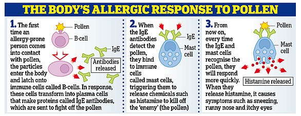 The graphic explains how you get an allergic reaction, such as sneezing and coughing, from pollen