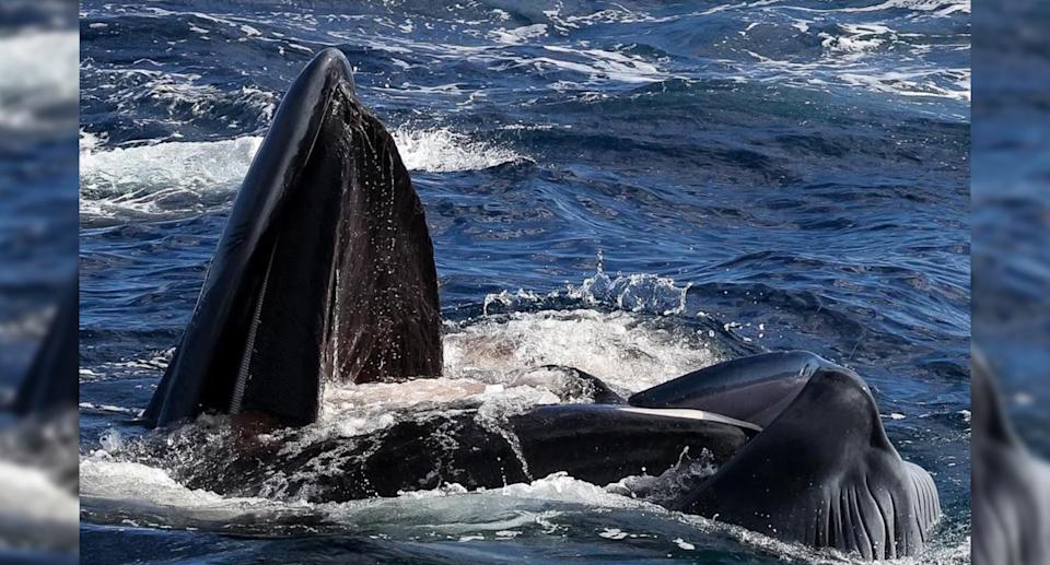 The blue whale's mouth is open in the water. 