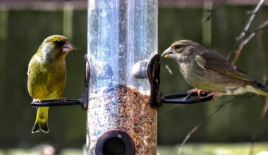 The pair of greenfinches were seen in Clehonger <i>(Image: Tony Dell)</i>