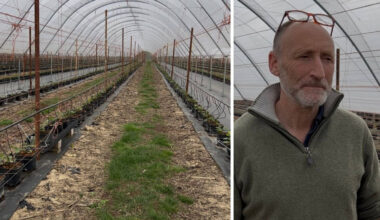 The farmer forced to bin 300 tonnes of strawberries because of Brexit paperwork