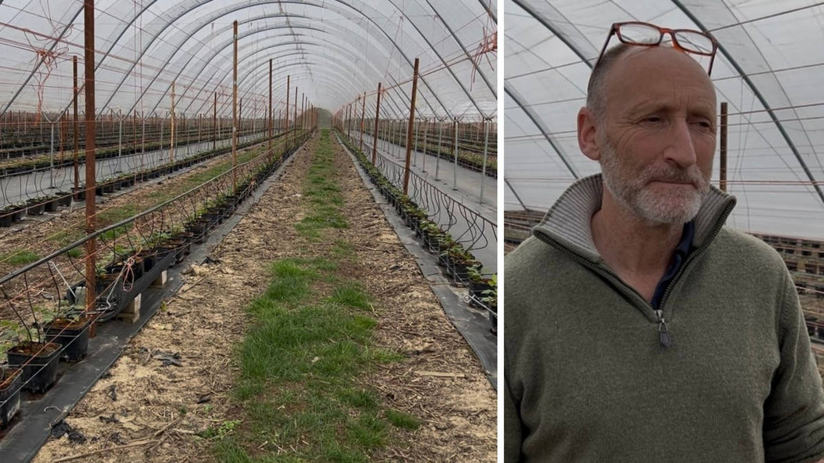 The farmer forced to bin 300 tonnes of strawberries because of Brexit paperwork