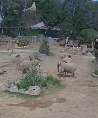 Elephants forming a circle in response to an earthquake.