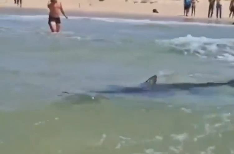 Shark fin in the water near a beach.