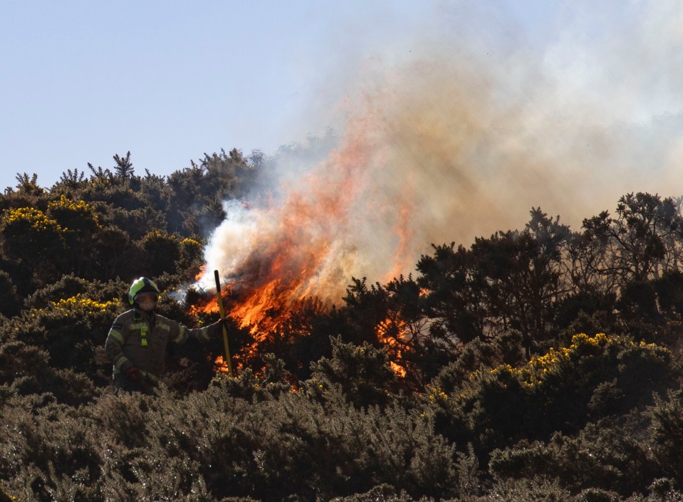 Firefighter battling wildfire in shrubbery.