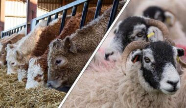 Increasing fears over Foot and Mouth Disease have prompted NFU Cymru to urge the UK Government to tighten border controls to help protect the Welsh livestock industry