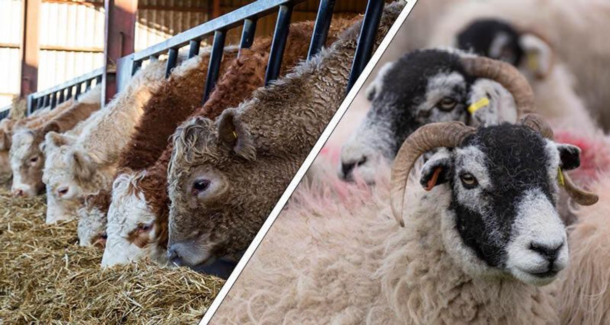 Increasing fears over Foot and Mouth Disease have prompted NFU Cymru to urge the UK Government to tighten border controls to help protect the Welsh livestock industry