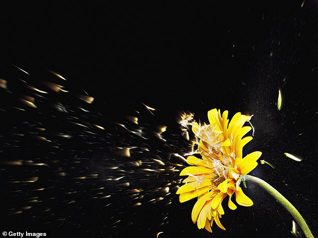 Most people are allergic to grass pollen, which is common in late spring and early summer, but there's also tree pollen and weed pollen (file photo)