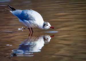 Black Headed Gull having a drink