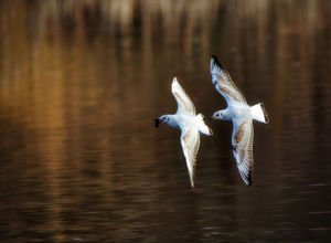 Black Headed Gulls in flight.