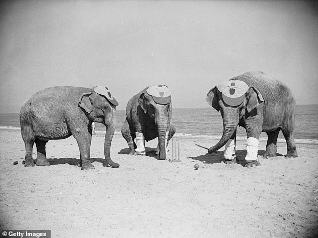 Three elephants from the renowned Power's Dancing Elephants troupe entertain holidaymakers in 1936 with a game of cricket on Skegness Beach. The elephants performed at the now-demolished Hippodrome Theater in New York from 1905 to 1923 and came to Skegness as part of an 11-year European tour