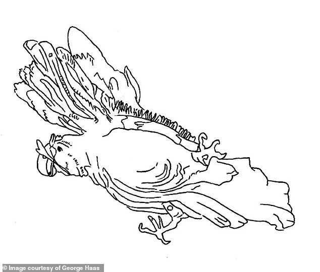 A sketch of the parrot geoglyphs' shape