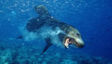 Sea lions are not typically aggressive towards humans, but scientists say the individual was infected with the terrifying neurotoxin (Stock)