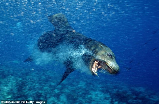 Sea lions are not typically aggressive towards humans, but scientists say the individual was infected with the terrifying neurotoxin (Stock)