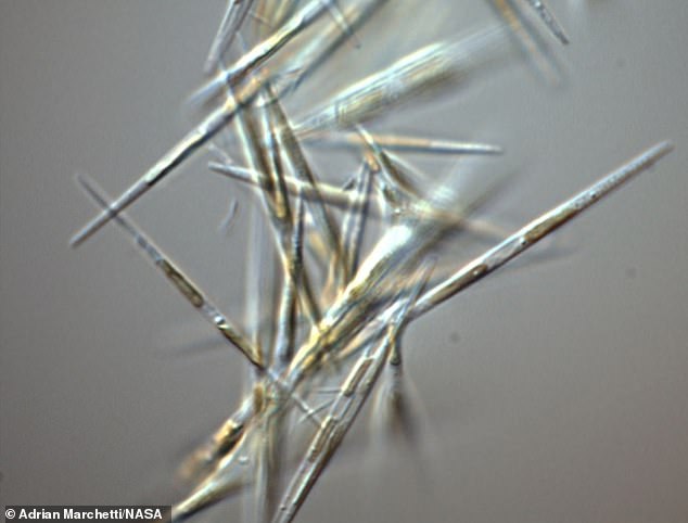 An organism called Pseudo-nitzschia (pictured) can grow into large algal blooms. They produce a neurotoxin called domoic acid, which can accumulate in fish that are eaten by sea lions along the California coast