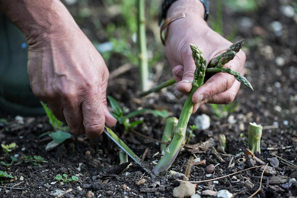 Asparagus season is from late April to the end of June. (Getty Images)