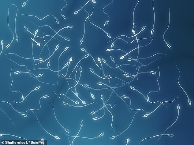 A man in his early 20s has received the world's first sperm-making stem cell transplant, and this new procedure could be groundbreaking for infertility treatment