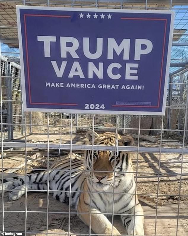On their property, the tigers live in 20 x 40 square-foot cages, which are up to USDA standards, Mitchell said. They are working on expanding each cage to one acre. (Pictured: One of their tigers)