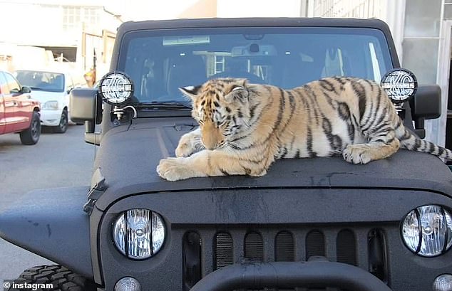 The couple said they have since learned that the tigers were taken to Arkansas. Both of them now worried for the well-being of the animals, as Griffith said they 'are not used to' the cold weather there