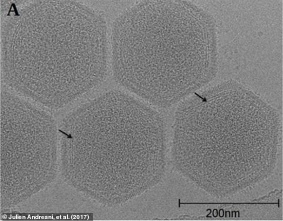 Some of these microbes have the potential to be dangerous, such as Pacmanvirus lupus (pictured) which was found thawing from the 27,000-year-old intestines of a frozen Siberian wolf