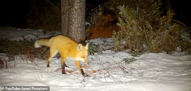 'A fox and bobcat also showed up to gobble some down,' Pesaturo told the Cowboy State Daily