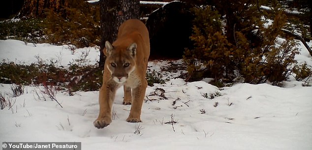 To the mountain lion's dismay, the dinner party was over and there was nothing left for the hungry apex predator