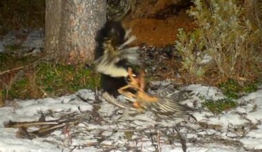 A fearless skunk was caught on camera dragging roadkill into a mountain lion's den