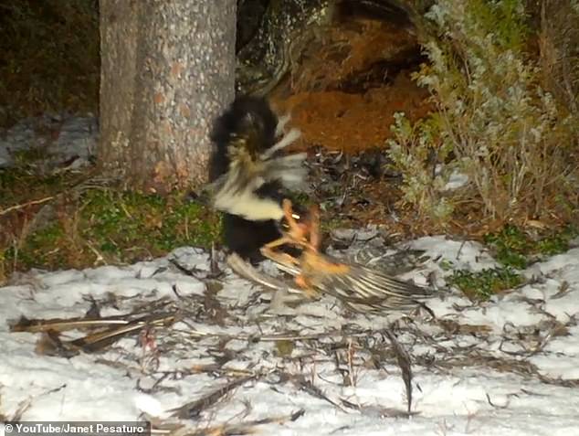 A fearless skunk was caught on camera dragging roadkill into a mountain lion's den