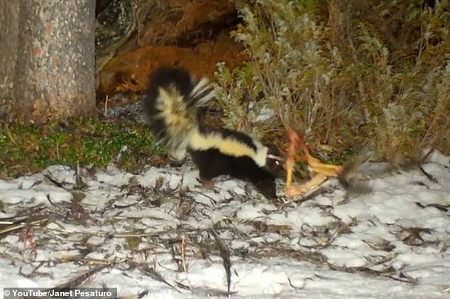 The incredible video shows the small but tenacious skunk dragging chunks of the turkey carcass into the lion's lair, seemingly undeterred by the dangers of the predator's territory