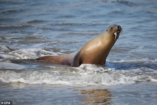 Domoic acid toxicosis causes sea lions to become lethargic, erratic, aggressive, and suffer from seizures. The condition can be fatal without treatment