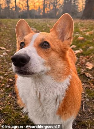 At the time she adopted the dogs, Sarah told People the corgis were: 'national icons, so every time they run chasing a squirrel, I panic