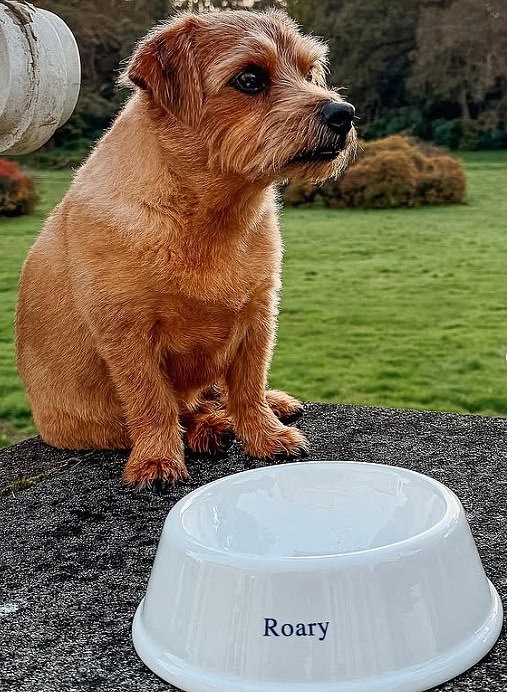 Sarah Ferguson owns several dog