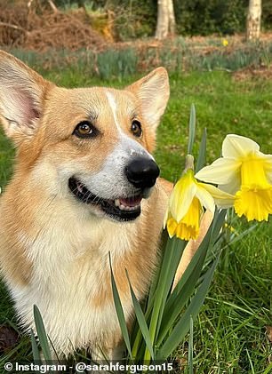 The Duchess of York shared a slide show of sweet pictures of her pet dogs
