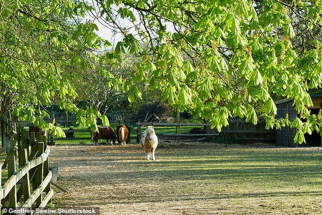 Miniature pony in the mornings sun. Seasonal weather, Dunsden, Oxfordshire, UK - 08 Apr 2025