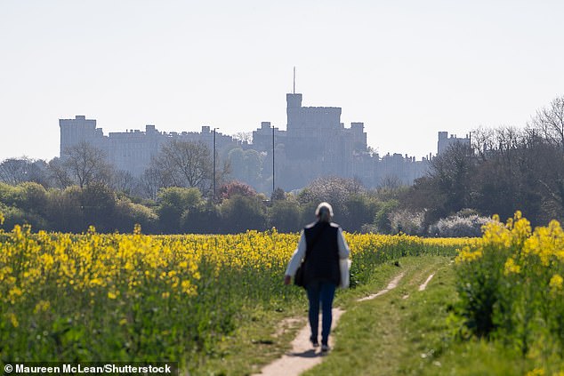 A woman walks along a footpath with views of Windsor Castle across a field of rapeseed flowers in Eton, Windsor, Berkshire on another beautiful warm sunny morning Seasonal Weather, Warm Sunshine, Eton, Windsor, Berkshire, UK - 07 Apr 2025