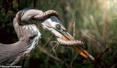 A mind-blowing photo of a snake wrapping around a bird's beak mid-flight is going viral - and the internet can't decide if it's a real moment or some AI-generated art