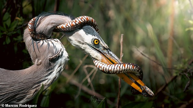 A mind-blowing photo of a snake wrapping around a bird's beak mid-flight is going viral - and the internet can't decide if it's a real moment or some AI-generated art