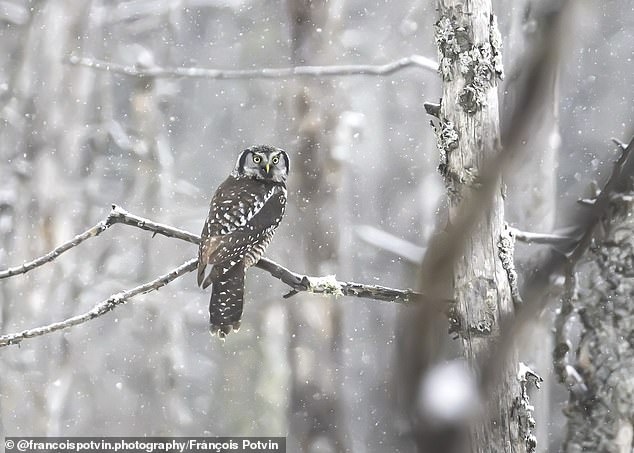 Wildlife photographer François Potvin trekked through deep snow to capture this rare northern hawk owl perched watchfully among winter-stripped trees in Canada's remote northern forest