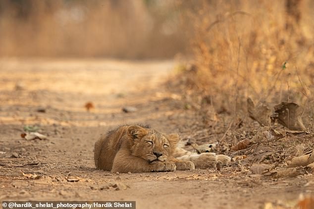 Adorable Asiatic lion cub caught snoozing on a warm sand path as it escapes winter, captured by photographer Hardik Shelat