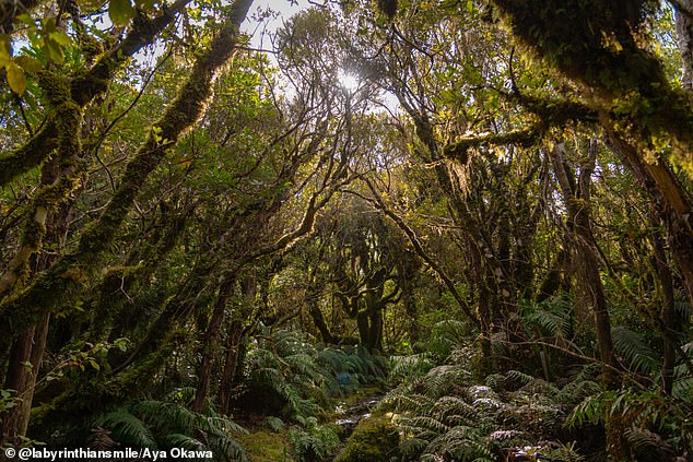 Photographer Aya Okawa captured the twisted kamahi trees dripping with moss and surrounded by dense ferns at the base of New Zealand's dormant Mount Taranaki volcano