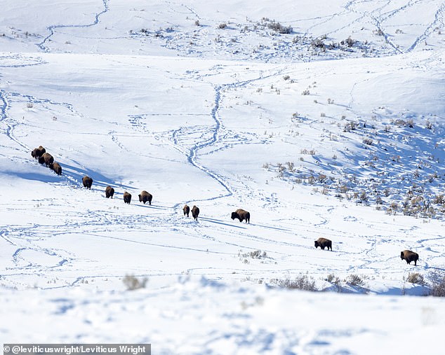 Herd of bison carved their path through pristine Yellowstone snow before vanishing minutes later, captured by photographer Leviticus Wright during winter hike preparations