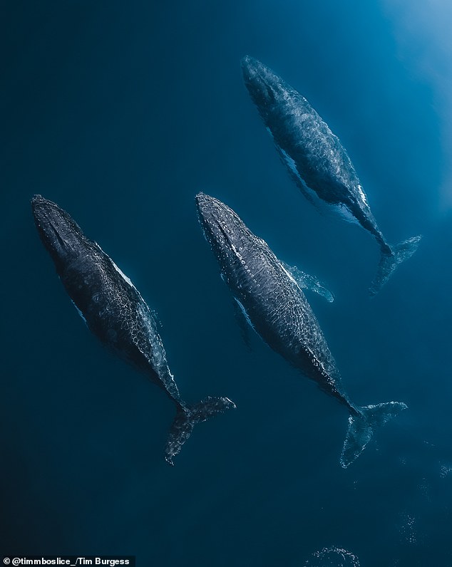 Another gorgeous photograph captures the timeless moment three massive humpback whales are revealed taking the journey along the east coast of Australia during their annual migration.