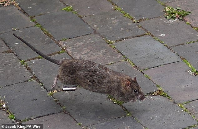 A rat spotted running towards rubbish bags in Birmingham