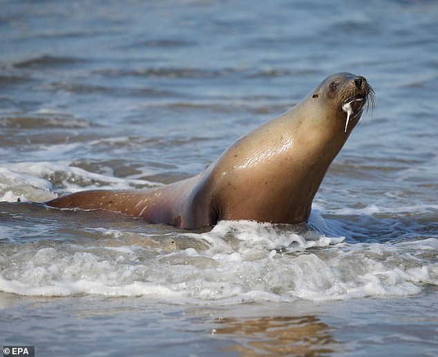 Domoic acid builds up in local fish, including anchovies and sardines, as they swim through these blooms before they are eventually eaten by sea lions, contaminating their bodies with the toxin and eventually causing seizures and confusion (pictured: California sea lion suffering from domoic acid poisoning struggles in April)