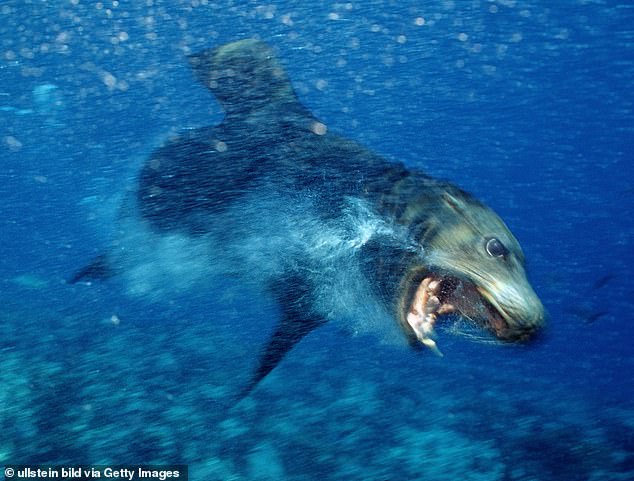 In recent months, sea lion attacks have become increasingly and unexpectedly frequent on Southern California's coast despite the mammal typically being fearful of humans