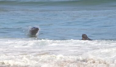 An aggressive sea lion was captured on video charging at surfers in the waters of California's iconic Newport Beach