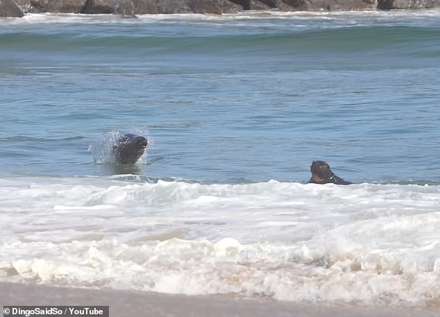 An aggressive sea lion was captured on video charging at surfers in the waters of California's iconic Newport Beach