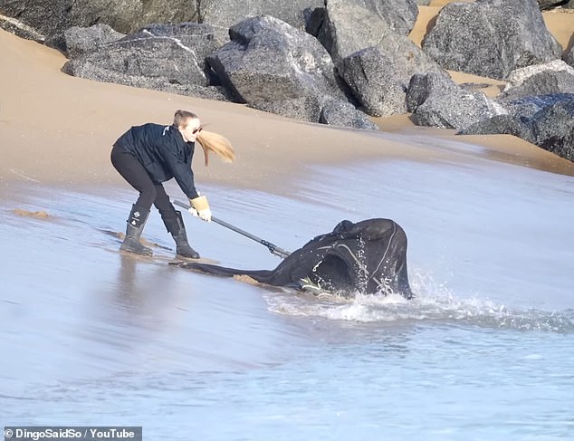 According to Dr. Deming, the sea lion's lack of fear was consistent with previous cases of seizures linked to an algae bloom, which she explained leads to permanent brain damage