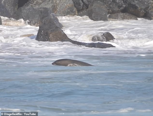 Another clip from the attempted Newport Beach attack showed the sea lion leaping through waves as it chased a surfer on his board, appearing to trail just a heartbeat behind